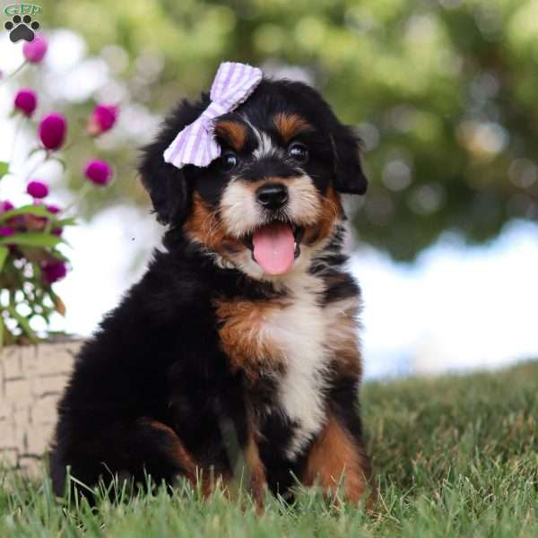 Jessie’s Girl, Mini Bernedoodle Puppy